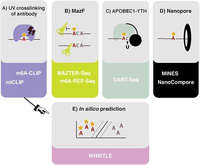 How Do You Identify m6 A Methylation in Transcriptomes at High Resolution? A Comparison of Recent Datasets